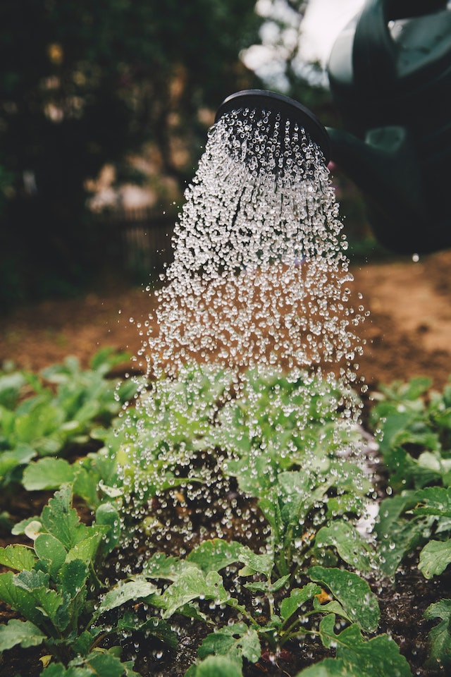 compost tea